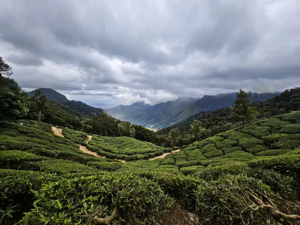 深圳印茶智慧茶饮系统多门店管理方案技术解析